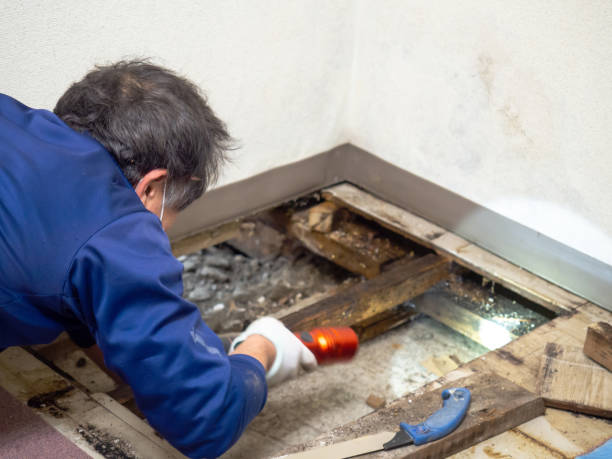 Best Affordable Mold Removal  in Hughestown, PA