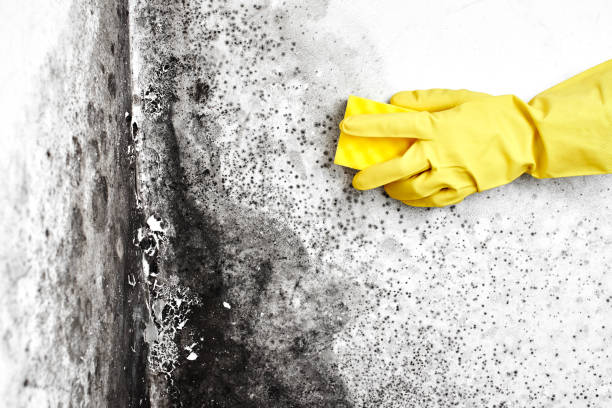 Best Crawl Space Mold Removal  in Hughestown, PA
