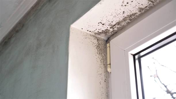 Crawl Space Mold Removal in Hughestown, PA