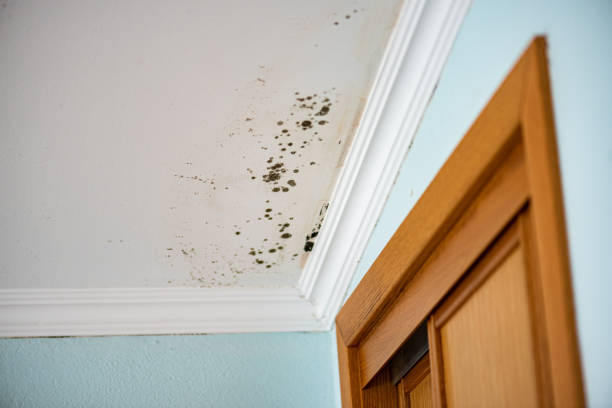 Best Home Mold Removal  in Hughestown, PA
