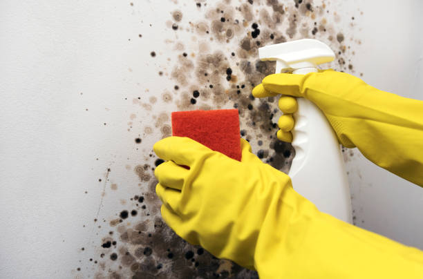 Best Attic Mold Removal  in Hughestown, PA