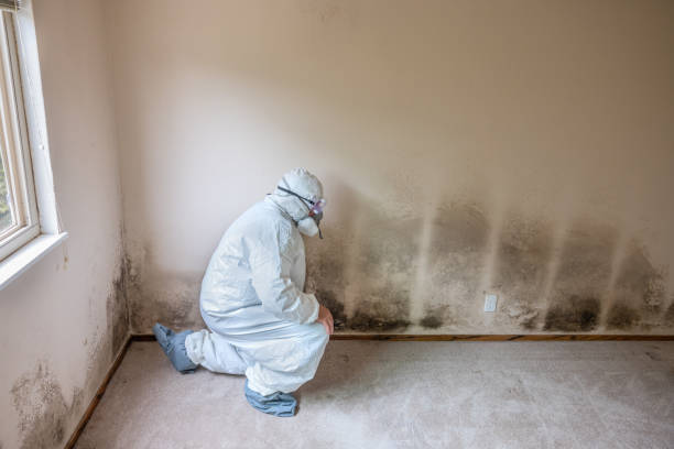Professional Mold Removal in Hughestown, PA